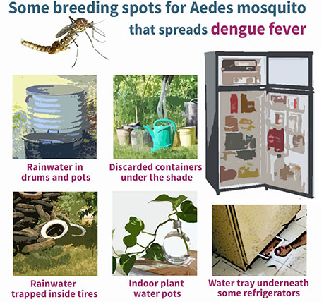 Aedes Mosquito Breeding Places